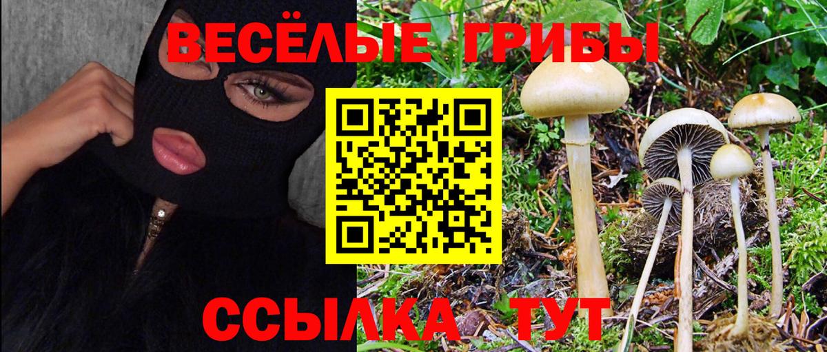 Галлюциногенные грибы Psilocybine cubensis Котовск